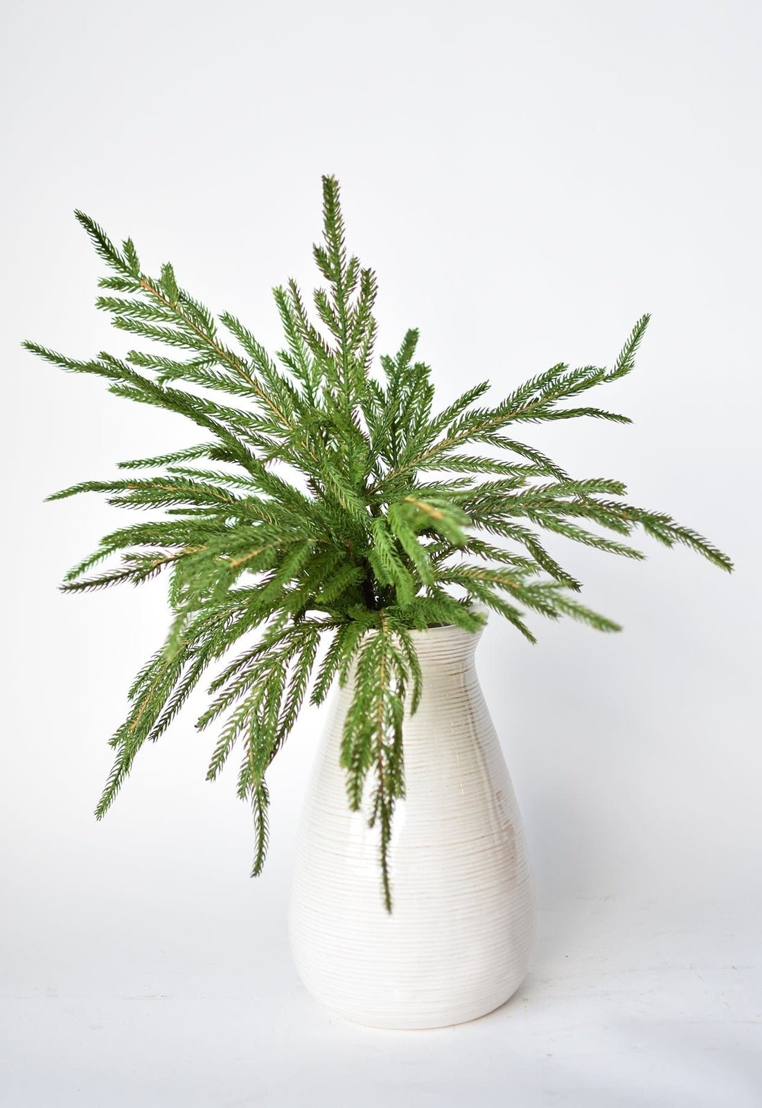 đVacker julspecial 49%đNorfolk Pine Branch